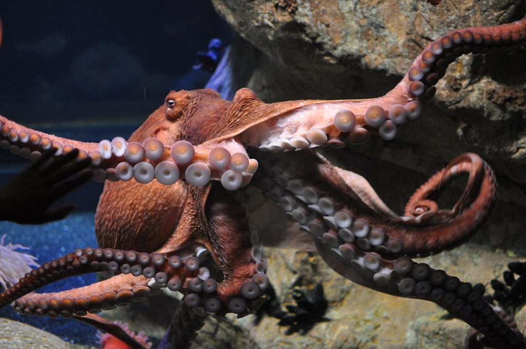 Visit Lisbon aquarium with Giant octopus
